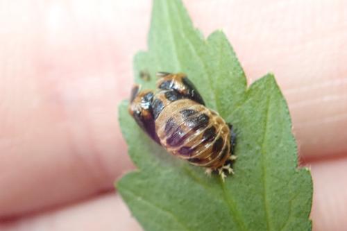 Réf. 326 188 : Harmonia axyridis